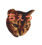 まいにちだるいねこ（個別スタンプ：4）
