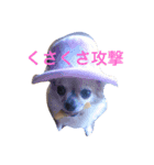 まいにちだるいねこ（個別スタンプ：5）