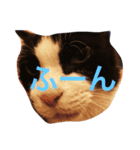 まいにちだるいねこ（個別スタンプ：6）