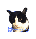 まいにちだるいねこ（個別スタンプ：7）