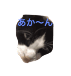 まいにちだるいねこ（個別スタンプ：8）