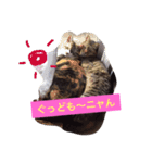 ねこ☆ペタ（個別スタンプ：1）