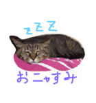 ねこ☆ペタ（個別スタンプ：2）
