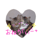 ねこ☆ペタ（個別スタンプ：3）