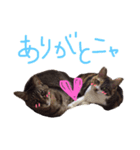 ねこ☆ペタ（個別スタンプ：4）