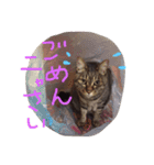 ねこ☆ペタ（個別スタンプ：5）
