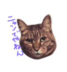 ねこ☆ペタ（個別スタンプ：7）