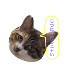 ねこ☆ペタ（個別スタンプ：12）