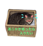 ねこ☆ペタ（個別スタンプ：13）