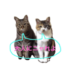 ねこ☆ペタ（個別スタンプ：14）