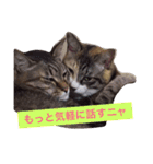 ねこ☆ペタ（個別スタンプ：15）