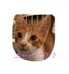 猫で主張ニャー（個別スタンプ：1）