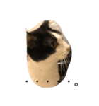 猫で主張ニャー（個別スタンプ：2）