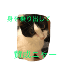 猫で主張ニャー（個別スタンプ：3）