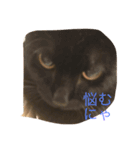 猫で主張ニャー（個別スタンプ：4）