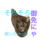 猫で主張ニャー（個別スタンプ：5）