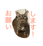 猫で主張ニャー（個別スタンプ：6）