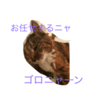 猫で主張ニャー（個別スタンプ：7）