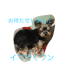 猫で主張ニャー（個別スタンプ：8）