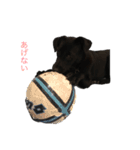 黒ラブ似くーちゃん（個別スタンプ：8）
