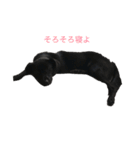 黒ラブ似くーちゃん（個別スタンプ：11）