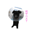 黒ラブ似くーちゃん（個別スタンプ：31）