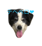 愛犬はおじいちゃん（個別スタンプ：1）