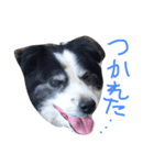 愛犬はおじいちゃん（個別スタンプ：2）