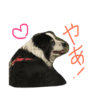 愛犬はおじいちゃん（個別スタンプ：3）