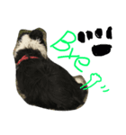 愛犬はおじいちゃん（個別スタンプ：4）