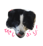 愛犬はおじいちゃん（個別スタンプ：5）