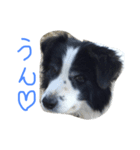愛犬はおじいちゃん（個別スタンプ：6）