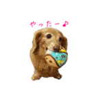 ここぽんすたんぷ with にゃあ（個別スタンプ：5）