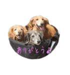 ここぽんすたんぷ with にゃあ（個別スタンプ：7）