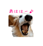 ここぽんすたんぷ with にゃあ（個別スタンプ：10）
