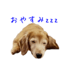 ここぽんすたんぷ with にゃあ（個別スタンプ：14）