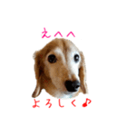 ここぽんすたんぷ with にゃあ（個別スタンプ：16）