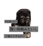 ワン(にゃん)ダブルデイズ（個別スタンプ：4）