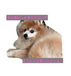 ワン(にゃん)ダブルデイズ（個別スタンプ：7）