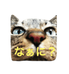 可愛い2匹の猫ちゃん（個別スタンプ：1）