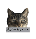 可愛い2匹の猫ちゃん（個別スタンプ：2）