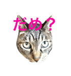可愛い2匹の猫ちゃん（個別スタンプ：3）