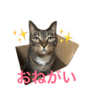 可愛い2匹の猫ちゃん（個別スタンプ：4）