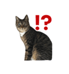 可愛い2匹の猫ちゃん（個別スタンプ：5）