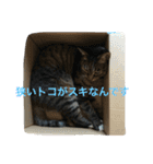 可愛い2匹の猫ちゃん（個別スタンプ：6）