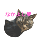 可愛い2匹の猫ちゃん（個別スタンプ：7）