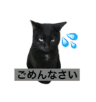 可愛い2匹の猫ちゃん（個別スタンプ：8）