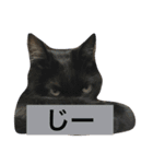 可愛い2匹の猫ちゃん（個別スタンプ：9）