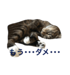 可愛い2匹の猫ちゃん（個別スタンプ：10）