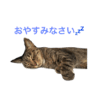 可愛い2匹の猫ちゃん（個別スタンプ：11）